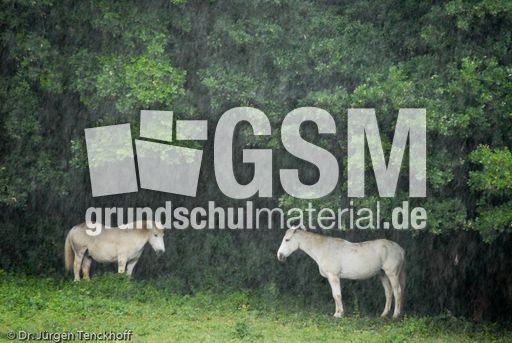 Reitpferde (2 von 11).jpg